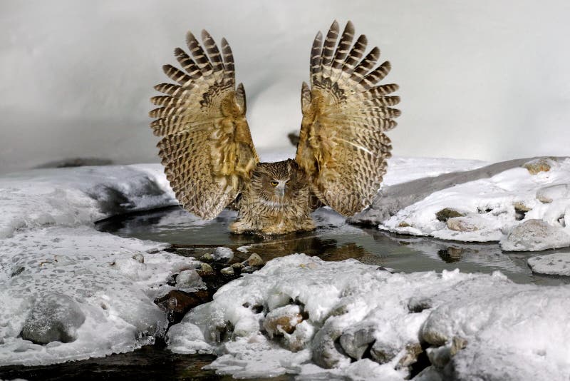Blakiston`s Fish Owl, Bubo Blakistoni, Largest Living Species of Owl