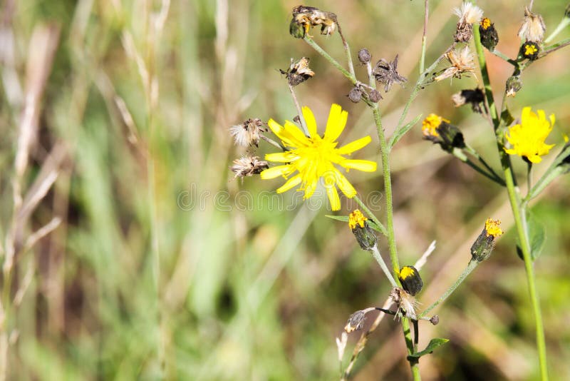 Blaknąć suchego dandelion kwiatu Leontodon z ostatnim kolorem żółtym kwitnie w jesieni - Viersen, Niemcy zdjęcia royalty free Blaknąć suchego dandelion kwiatu Leontodon z ostatnim kolorem żółtym kwitnie w jesieni - Viersen, Niemcy zdjęcia royalty free