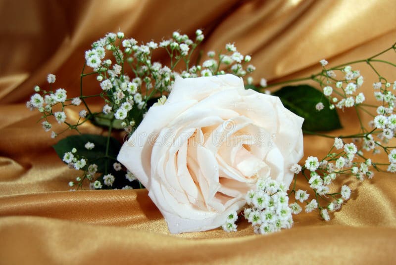 Single white rose with baby's breath on gold satin fabric. Single white rose with baby's breath on gold satin fabric.
