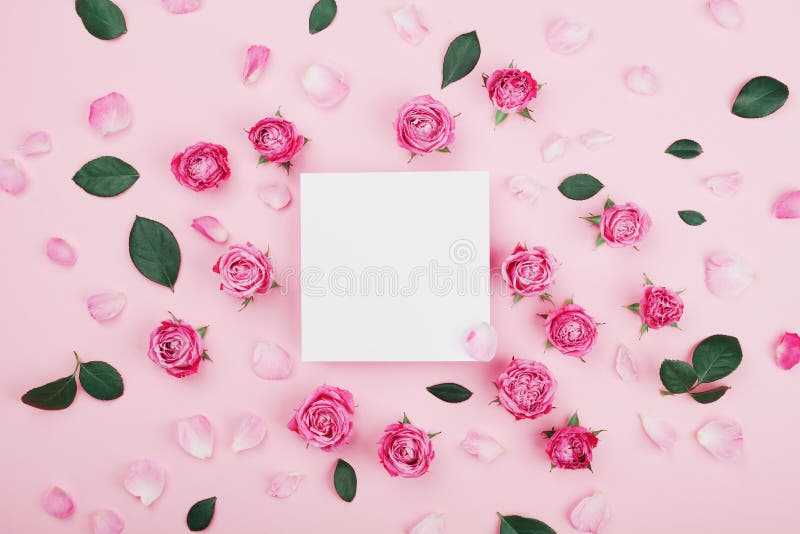 Blanc de cadre, fleurs de rose de rose et pétales blancs pour la station thermale ou la maquette de mariage sur la vue supérieure photos stock