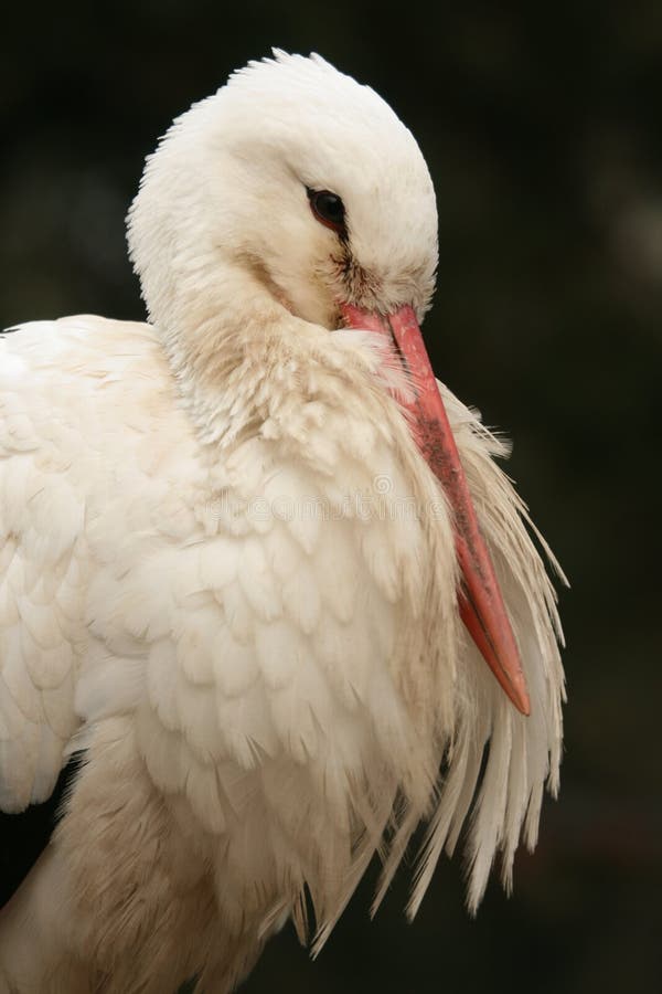 blanc de cigogne photo stock blanc de cigogne photo stock
