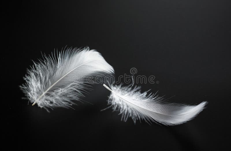 blanc de clavette photographie stock blanc de clavette photographie stock