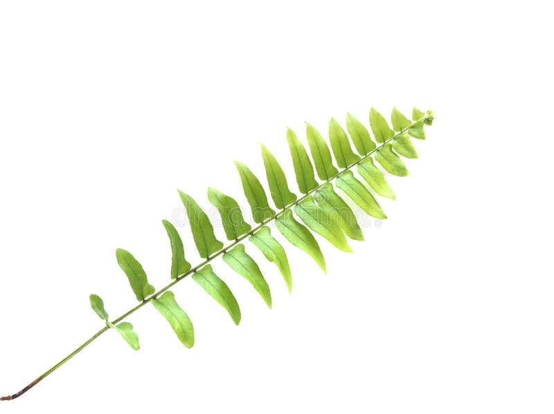 blanc de lame d'isolement par vert de fougère de fond photo libre de droits blanc de lame d'isolement par vert de fougère de fond photo libre de droits