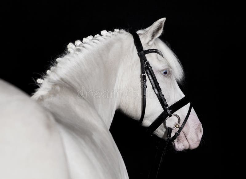 German white pony bridle against a black background, portrait. German white pony bridle against a black background, portrait