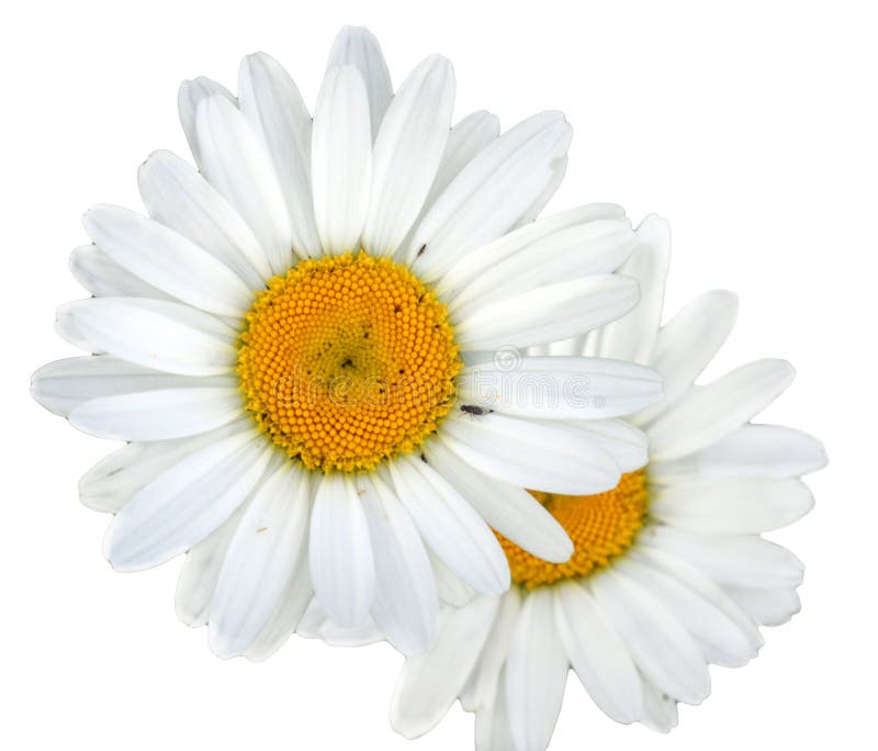 Two white flowers of a camomile on a white background with the yellow centres and a small fly. Two white flowers of a camomile on a white background with the yellow centres and a small fly