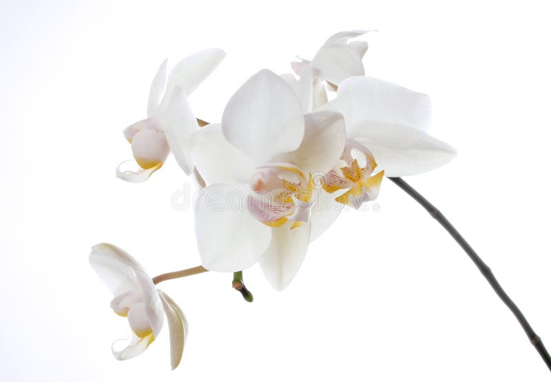 Blanc pur photos libres de droits Blanc pur photos libres de droits