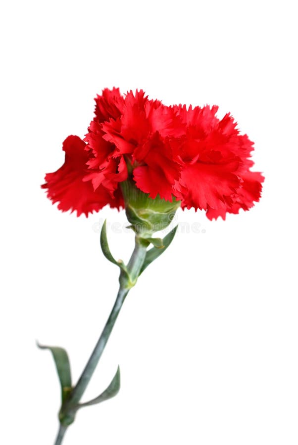 flowers' and's bouquet's delivery's Floralab21 in specifics, улица Ленинского Ко