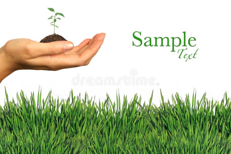 Éléments de jardinage vert et frais sur fond blanc photos libres de droits