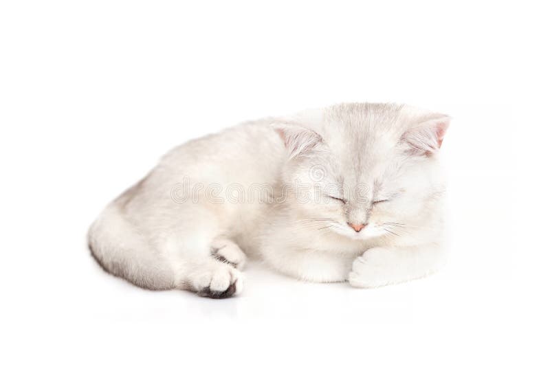 Blanco adorable con gris gatito británico dormido sobre un fondo blanco. foto de archivo libre de regalías