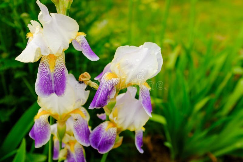 Iris de la orquídea imagen de archivo. Imagen de primavera - 92495811