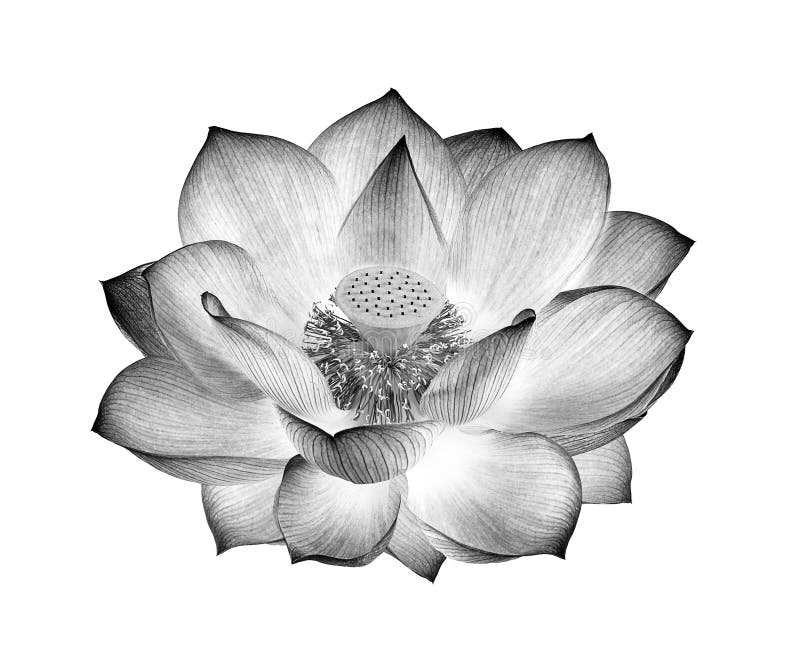 Blanco y negro de la flor de Lotus aislado en el fondo blanco imagen de archivo Blanco y negro de la flor de Lotus aislado en el fondo blanco imagen de archivo