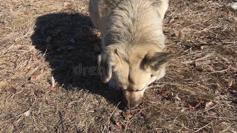 Blandad hund som äter torrfoder till hund som människor lämnar i Ukraina för herrelösa gatuhundar