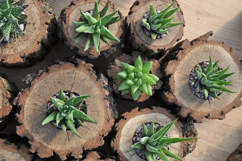 Blandade Haworthia växter i Planters för journal för ekträ