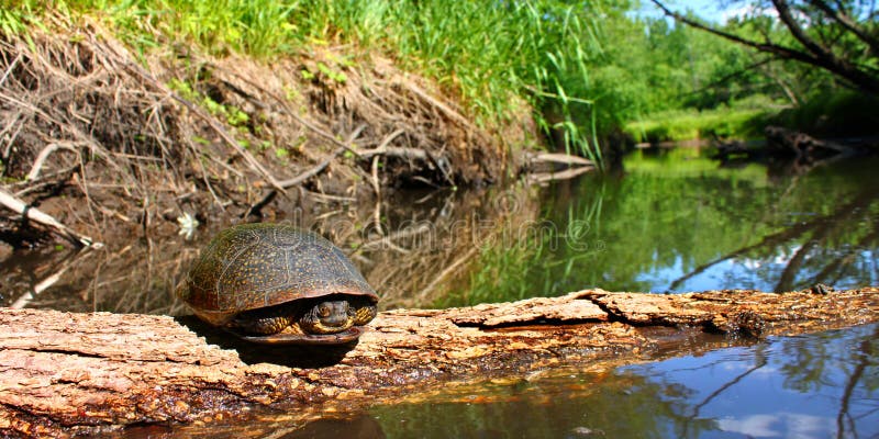 Blandings Turtle basking on a log in a stream of northern Illinois. Log animal stock images, royalty-free photos and pictures