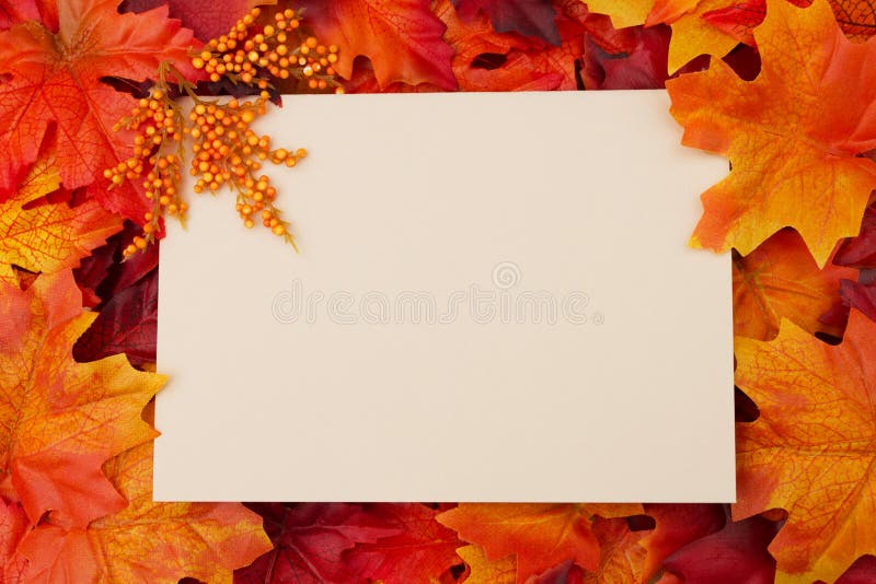 Blank card with fall leaves for your royalty free stock photo