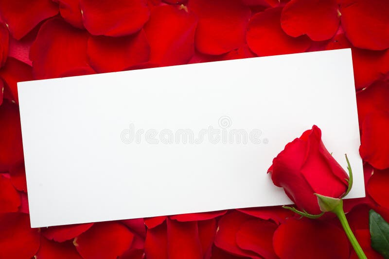 Blank card with red rose on a wooden background. Copy space. 8 march International woman day. Red rose flower and greeting card is stock images