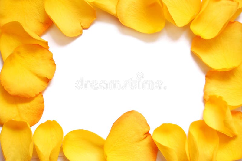 Blank white gift card on a bed of yellow rose peta stock image