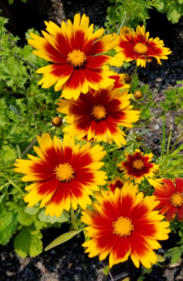 Arizona Sun Blanket Flower Viwed from Above Stock Image Image of