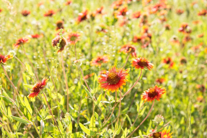 Blanket Flower, Gaillardia, Growing in a Natural Setting Stock Image