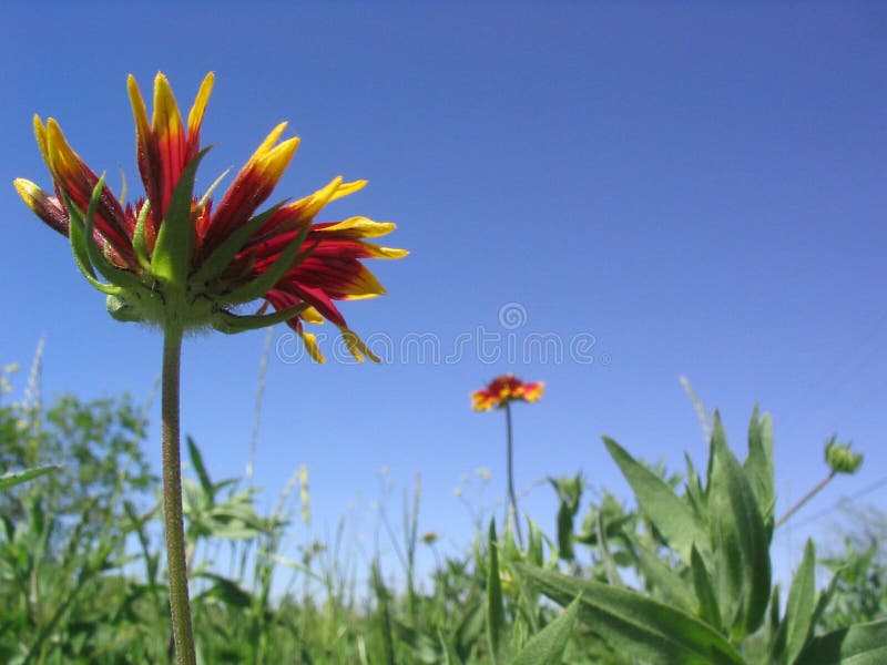 Il rosso e il giallo Coperta di Fiori di fiori di campo Gaillardia aristata (Asteraceae)