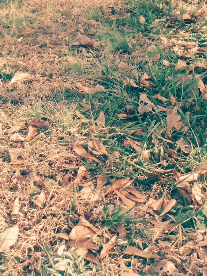 Blanket stock image. Image of dead, blanket, alive, leaves 136731013