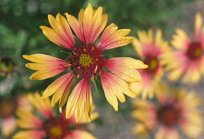 Blanketflower royalty free stock photos