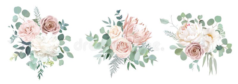 Blass- weiße Pfingstrose des pinkfarbenen Elfenbeins der Kamelie staubigen rosafarbenen den ersten Blick Protea nackter rosa Ranun lizenzfreie abbildung
