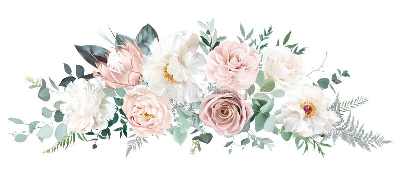 Blassrosa Kamelie staubige Rose Elfenbein weiß Pfingstrose blush protea nude rosa ranunculus vektor abbildung