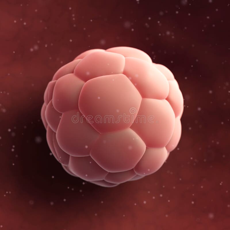 Blastocyst humano - ascendente cercano ilustración del vector Blastocyst humano - ascendente cercano ilustración del vector