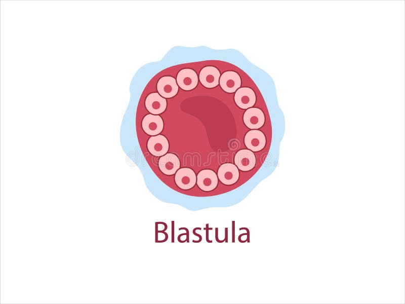 Blastula. las células que rodean una blastoele de cavidad. la fase de segmentación de un desarrollo embrionario humano de óvulo fertilizado. ilustración médica vectorial
