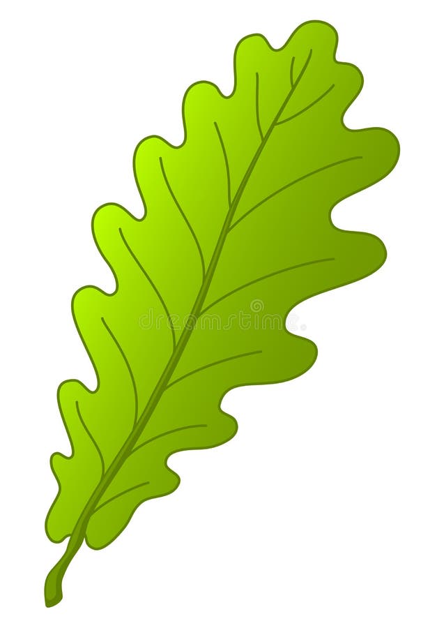 Blatt des Eichenbaums lizenzfreie abbildung Blatt des Eichenbaums lizenzfreie abbildung