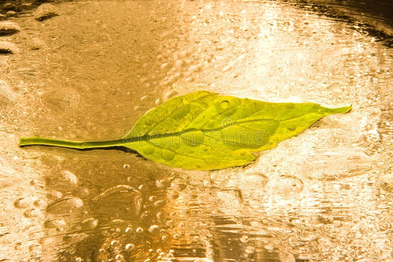 Blatt im Regen lizenzfreies stockfoto Blatt im Regen lizenzfreies stockfoto