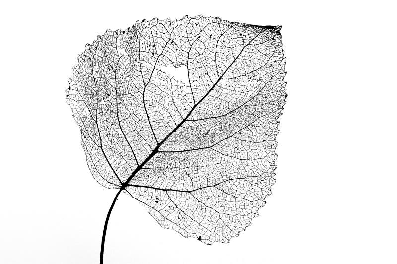 Blatt-Skeleton Schwarzes u. Weiß lizenzfreies stockbild