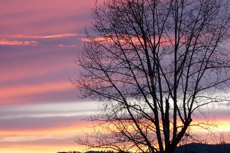 Blattloser Pappelbaum gegen einen Nord-Idaho-Frühjahrsonnenuntergang stockbilder Blattloser Pappelbaum gegen einen Nord-Idaho-Frühjahrsonnenuntergang stockbilder