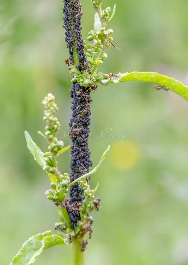 Blattläuse und Ameisen lizenzfreie stockfotografie Blattläuse und Ameisen lizenzfreie stockfotografie