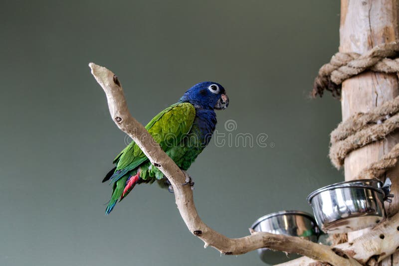 Blau-gekrönt-Conure lizenzfreies stockbild Blau-gekrönt-Conure lizenzfreies stockbild