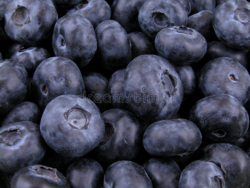 Blaubeerehintergrund lizenzfreie stockfotos