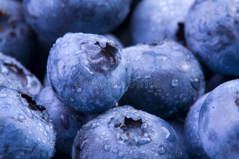 Blaubeeren stockbild Blaubeeren stockbild