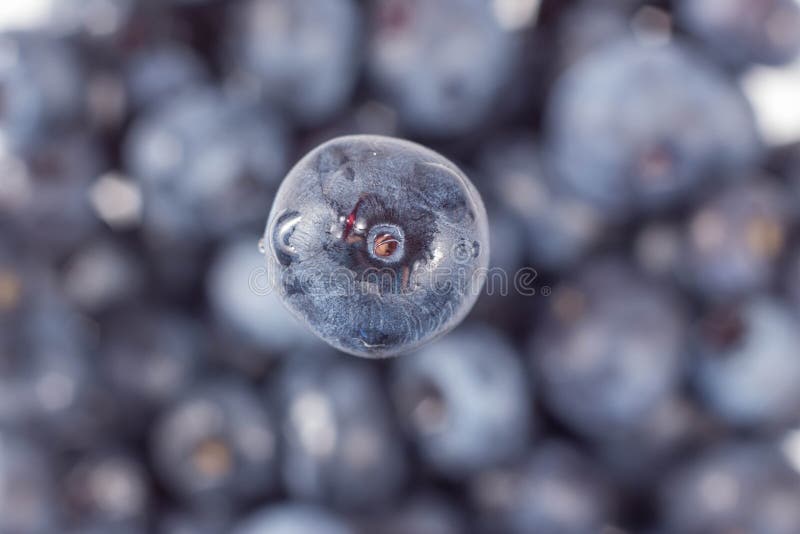 Blaubeeren stockfoto Blaubeeren stockfoto