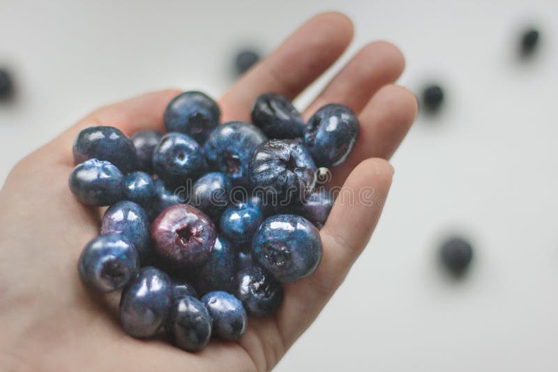 blaubeeren lizenzfreie stockfotografie blaubeeren lizenzfreie stockfotografie
