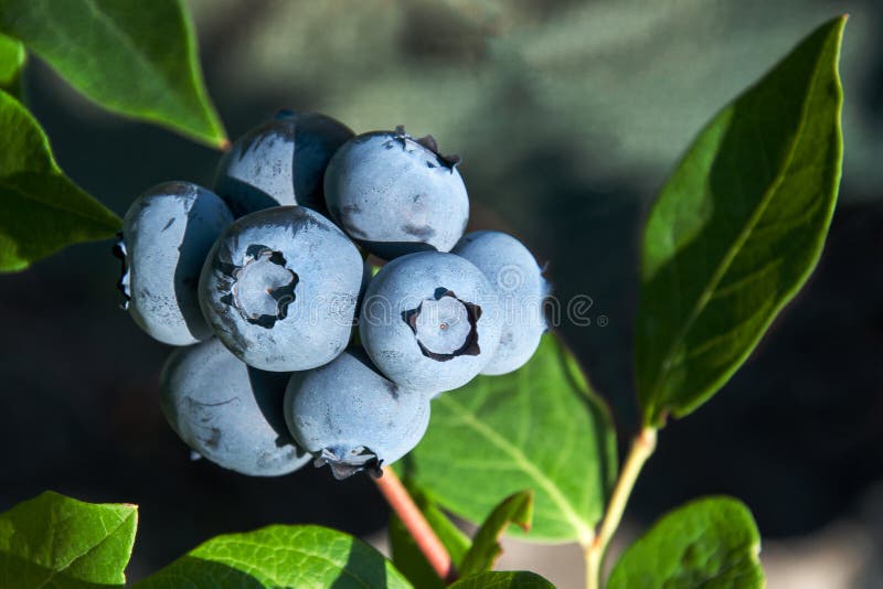 Blaubeeren Auf Einem Strauch Stockfoto Bild von beere, blau 119281046