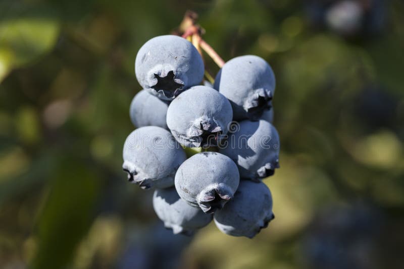 Blaubeeren Auf Einem Strauch Stockfoto Bild von beere, blau 119281046