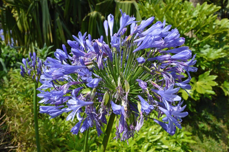 Blaue Lilie von Madeira stockbild. Bild von blaue, madeira 48739663