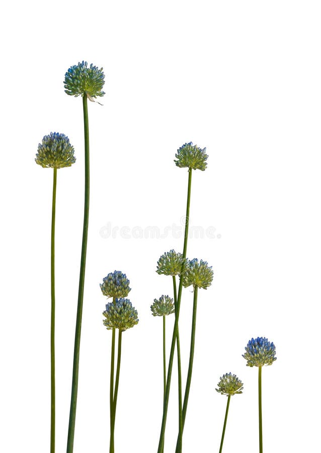 Blaue Balliumzunge Blauzunge Zwiebel auf weißem Hintergrund isoliert stockfotografie