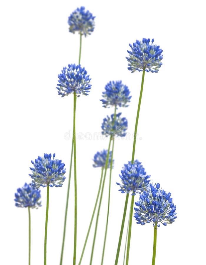 Blaue Balliumzunge Blauzunge Zwiebel auf weißem Hintergrund isoliert stockbild