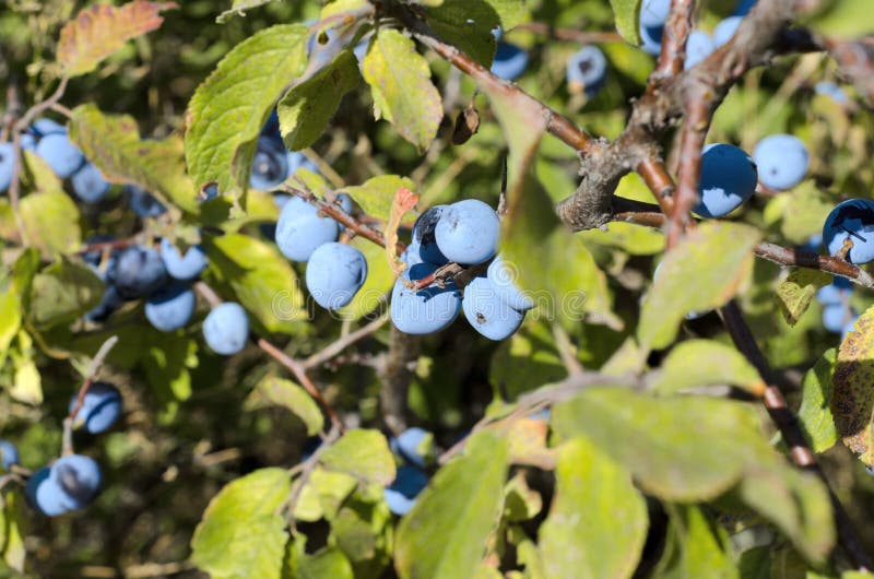 Blaue Beeren auf dem Busch stockfoto. Bild von bestandteil 76366428