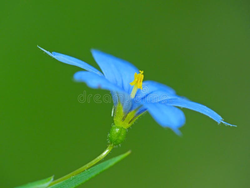 Blaue Blume stockbild Blaue Blume stockbild