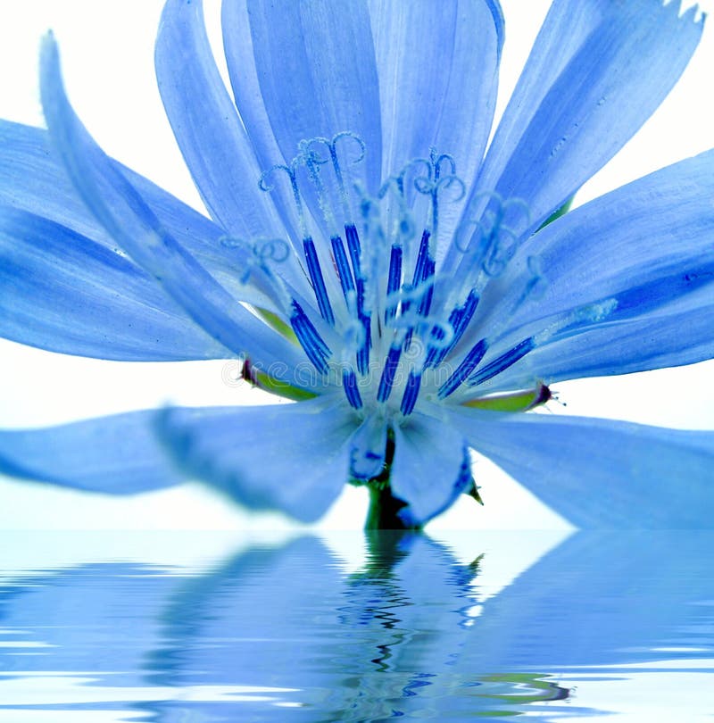Blaue Blume Reflektiert Im Wasser Stockfoto Bild von blume, betrieb