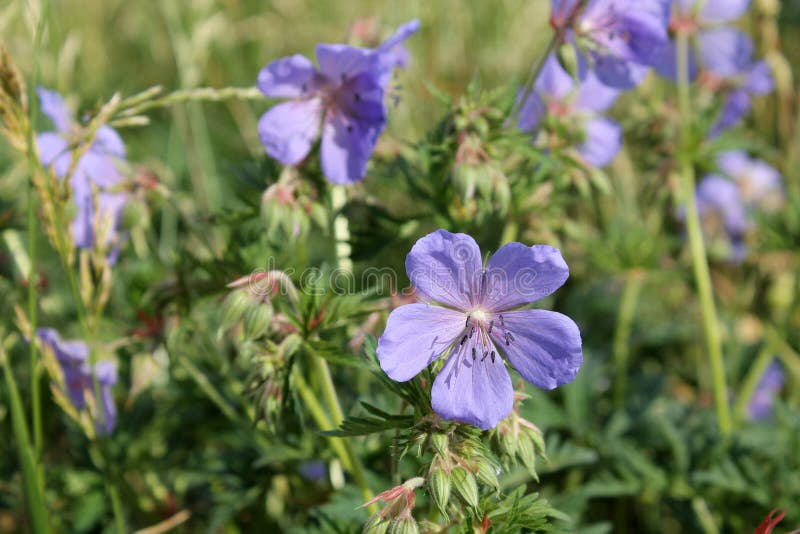 Blaue Blume Von Pelargonie Pratense Oder Von Wiesenpelargonie Stockfoto