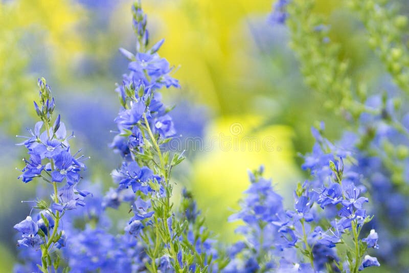 Blaue Blumen mit unscharfem Hintergrund lizenzfreies stockfoto Blaue Blumen mit unscharfem Hintergrund lizenzfreies stockfoto